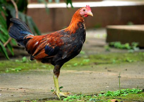 PHILIPPINE POULTRY .